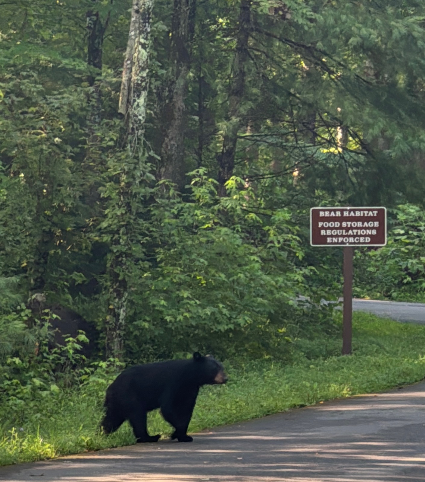 My best (blurry) bear shot — this is what we were here for!